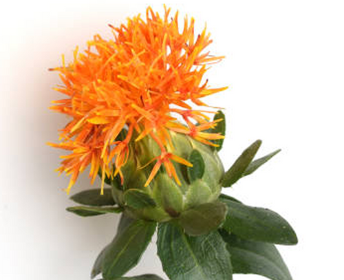 Safflower Extract